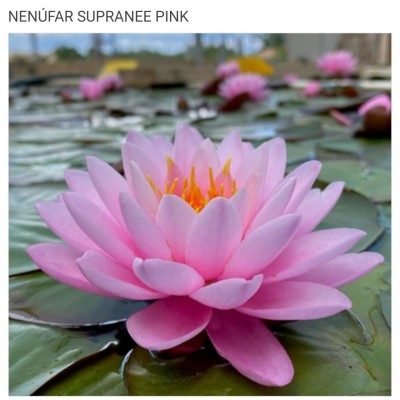 N. SUPRANEE PINK N. SUPRANEE PINK